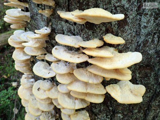 Climacocystis borealis